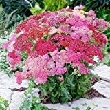 Heirloom Mixed Achillea Millefolium Flower Seeds for Planting, Non-GMO