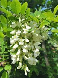 Robinia Plant Seeds for Planting - 100 pcs seeds for planting in home garden