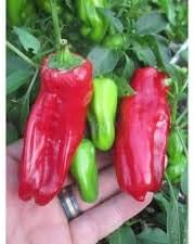 Aleppo Pepper Vegetable Seeds – Red Spicy Pepper Variety 100 Pcs pcs