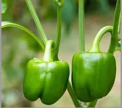 Capsicum Seeds for Planting heirloom & Non-GMO Seeds