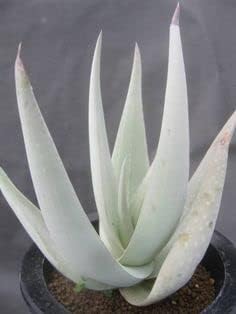 Aloe Plant Seeds for Planting - 100 Pcs pcs