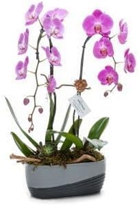 Pink Butterfly Orchid Flower Seeds - 100 pcs