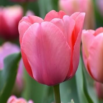 Heirloom Non-GMO Tulip Flower Seeds for Planting for planting in home garden