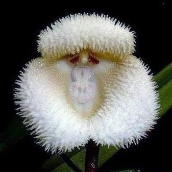White Monkey Face Orchid Plant Seeds for Planting - Heirloom and Garden Seeds for Home, GMO Free