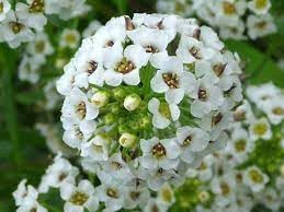 Heirloom Lobularia Flower Seeds, Non-GMO, Fragrant Blooms for Garden Edging for planting in home garden