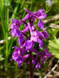 Mascula Flower Seeds for Planting, 100 pcs