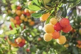 Yellow Red Bayberry Fruit Seeds for Planting - Growing Aromatic Fruits at Home, GMO Free