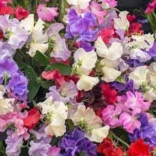 Odoratus Flower Seeds for Planting - NON GMO Seeds