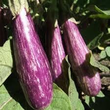 Fairy Tale Eggplant Vegetable Seeds for Planting - 100 Pcs pcs