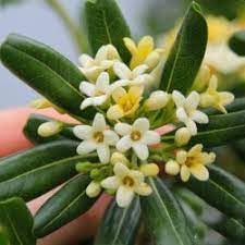 Pittosporum Tobira Flower Seeds for Planting – Fresh, Organic, Heirloom, Non-GMO Shrub Seeds