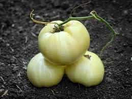 Purple Cherry Tomato Solanum lycopersicum for planting in urban garden