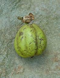 Shagbark Fruit Seeds for Planting - Growing Hardy and Unique Fruit Trees, Heirloom Plant Seeds