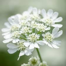 Orlaya Flower Seeds for Planting - 100 pcs
