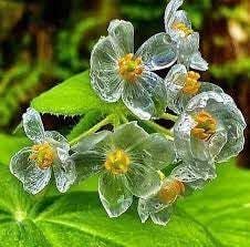 Skeleton Flower Seeds for Garden Planting - NON GMO Seeds