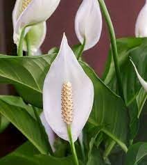Peace Lily Plant Seeds for Planting - NON GMO Seeds for planting in home garden