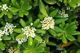 Pittosporum Tobira Flower Seeds for Planting ƒ?? Fresh, Organic, Heirloom, Non-GMO Shrub Seeds