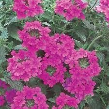 Pink Verbena Flower Seeds for Planting ƒ?? Heirloom, Non-GMO, Organic