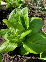 Gem Romaine Lettuce Vegetable Seeds for Planting - 100 Pcs pcs
