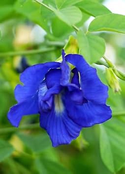 Clitoria Ternatea Flower Seeds for Planting - 100 pcs