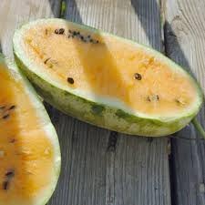 Coprosma Propingua Seeds for Ornamental and Edible Fruits 100 Pcs pcs