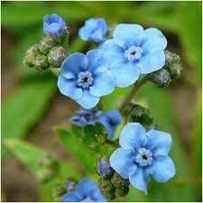 Blue Cynoglossum Flower Seeds for Planting NON GMO Seeds
