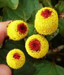 Organic Acmella Flower Seeds for Planting – Heirloom, Non-GMO