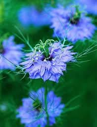 Heirloom Non-GMO Indigo Flower Seeds for Planting – Vibrant Blue Blooms for Ornamental and Medicinal Gardens