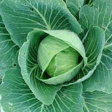 Cabbage Seeds for Home Garden, 100 Pcs pcs