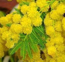 Mimosa Flower Seeds for Garden - NON GMO Seeds for planting in home garden