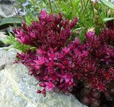 Sedum Spurium Flower Seeds for Planting - NON GMO Seeds for planting in home garden