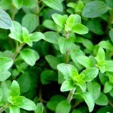 Oregano Herb Seeds for Planting Scientific Name Placeholder for planting in home garden