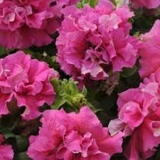 Pink Double Petunia Flower Seeds for Planting - Heirloom, NON-GMO Seeds - Vibrant Garden Blooms