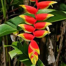 Heliconia Seeds for Planting – Organic, Heirloom, Non-GMO Exotic Flower Seeds