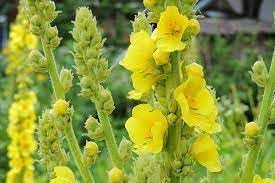 Verbascum Flower Seeds Heirloom Non GMO Planting - 100 pcs