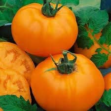 Deep Orange Variety Giant Tomato Vegetable Seeds for Planting – Heirloom & Non-GMO garden Seeds