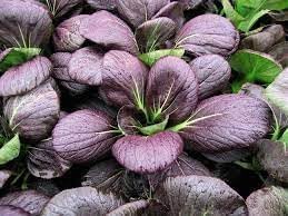 Pak Choi Vegetable Seeds for Planting heirloom & Non-GMO Seeds