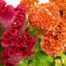 Celosia Flower Planting Seeds for Garden NON GMO Seeds