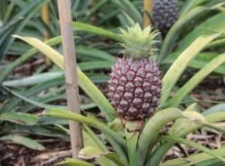 Black Pineapple Fruit Seeds for Cultivation and Planting – Heirloom and Non-GMO Seeds