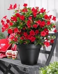 Dipladenia Flower Seeds for Garden Planting - NON GMO Seeds