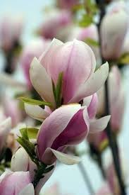 Soulangeana Flower Seeds for Planting - 100 pcs