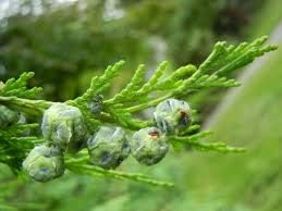 Pendula Chamaecyparis Nootkatensis Seeds for Planting-NON GMO Seeds