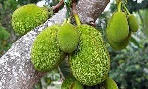 Green Jackfruit Seeds for Planting – Sweet and Nutritious Jackfruit for Tropical Gardens, GMO Free