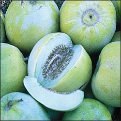 Cantaloupe Fruit Seeds for Planting Blue 100 Pcs pcs