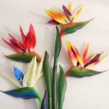 Mixed Strelitzia Flower Seeds for Planting, 100 pcs