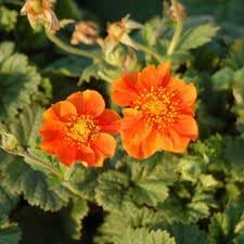 Geum Flower Seeds for Garden Planting - NON GMO Seeds