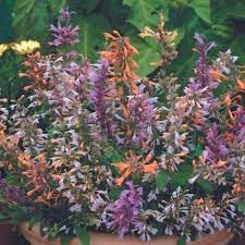 Agastache Fragrant Flower Seed Heirloom Non GMO Planting - 100 pcs