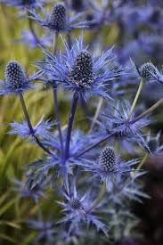 Eryngium Plant Seeds for Garden - NON GMO Seeds