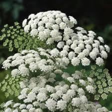 Zanahoria Silvestre Flower Seeds for Planting – Heirloom, Non-GMO, Organic Wild Carrot