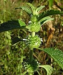 Hyptis Plant Seeds for Planting - 100 pcs