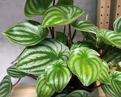 Watermelon Peperomia plant seeds